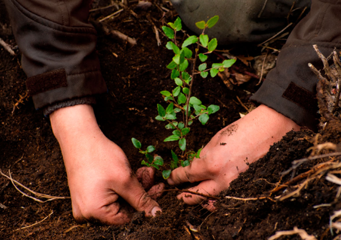 promo-bene-app-copec